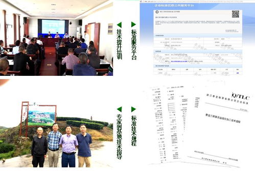 三杯香茶連續化加工技術示范與推廣項目獲好評，為茶產業現代化注入新動力