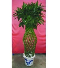 武漢植物出租，打造綠色辦公空間首選——武漢市江岸區一方綠花卉園藝經營部