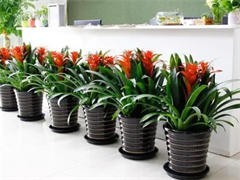 太原花卉綠植批發(fā)與租借服務(wù) 點亮城市綠意，便捷生活空間