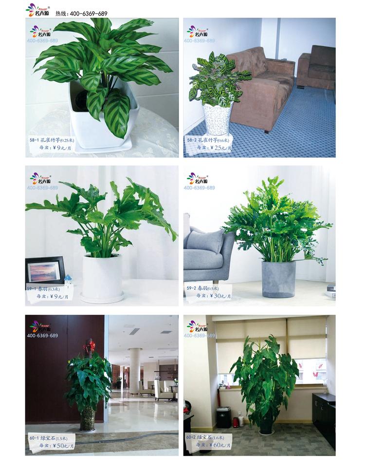 鄭州花卉綠植一站式服務(wù) 租賃與批發(fā)，價格優(yōu)品種全