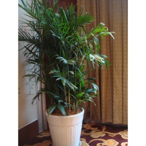 綠色便捷的園藝體驗 花卉綠植租借服務(wù)